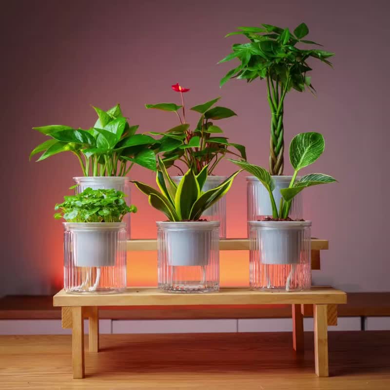 小叶罗汉松 免浇水盆栽 室内植物 观叶植物  礼物 办公室小物 - 植栽/盆栽 - 植物．花 