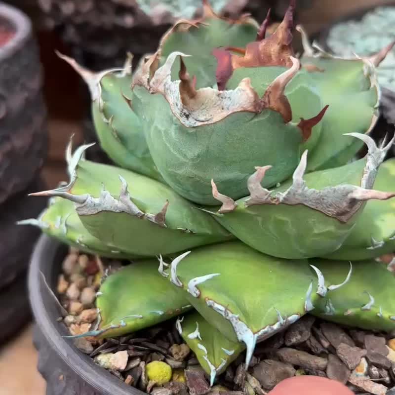 龙舌兰仁王冠 魔丸龙舌兰 - 植栽/盆栽 - 植物．花 