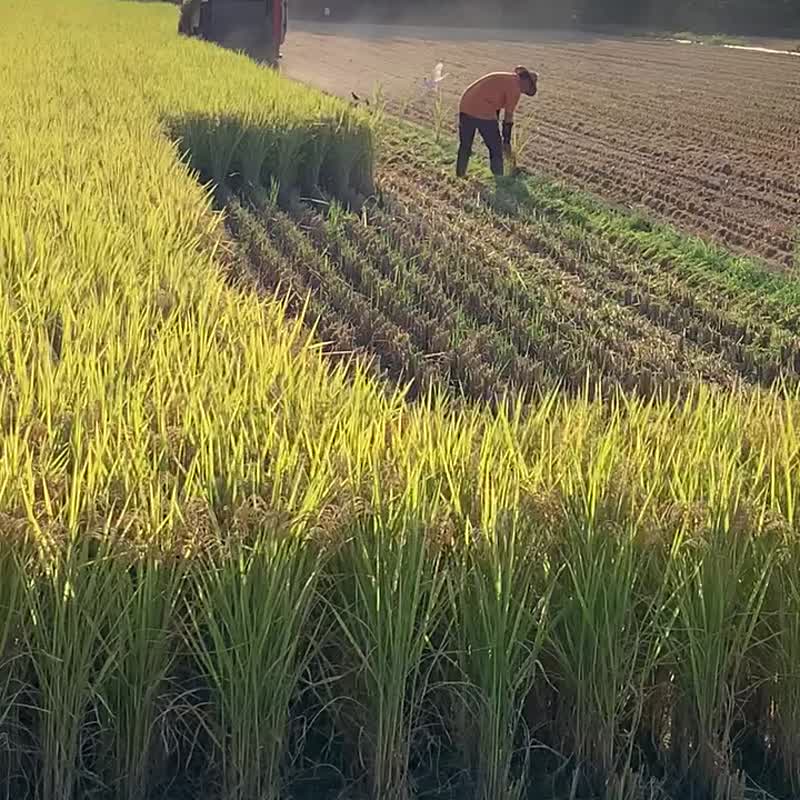 宜兰严选陈家庄居仁米1公斤装19包入 - 五谷杂粮/米 - 新鲜食材 白色