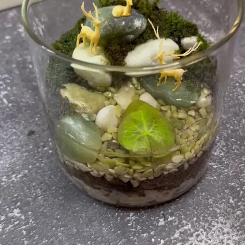 林栖之亲 / 主题性定制化造景生态缸 - 植栽/盆栽 - 植物．花 