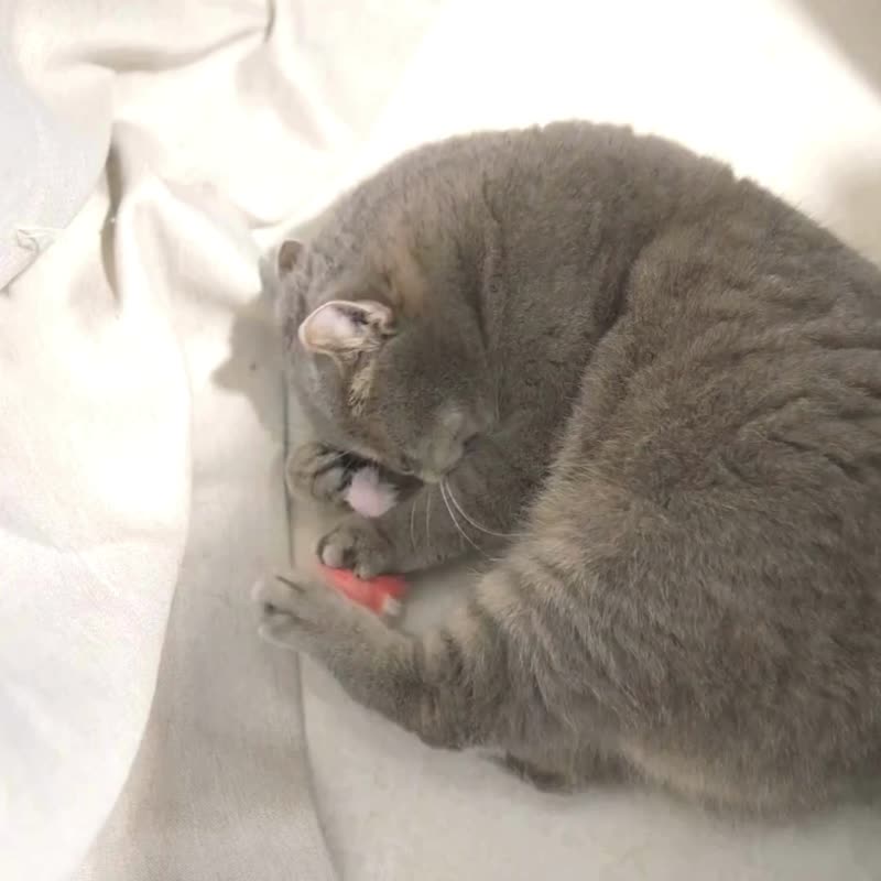 猫玩具木天蓼毛球 - 玩具 - 其他人造纤维 粉红色